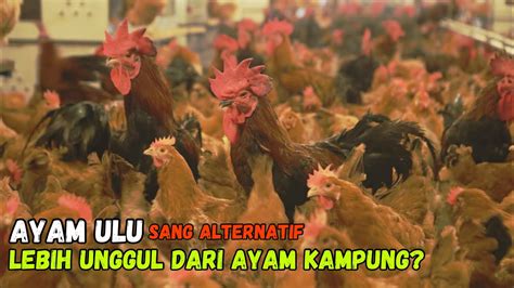 Ternak Ayam Ulu Lebih Untung Daripada Ternak Ayam Kampung Panen Lebih