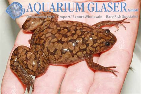 Xenopus laevis - Aquarium Glaser GmbH