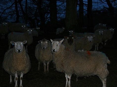 Running Into A Herd Of Sheep At Night Could Be Quite Terrifying