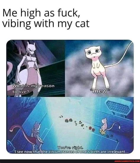 Me High As Fuck Vibing With My Cat Tolive Viewe See Now Irrelevant Americas Best Pics