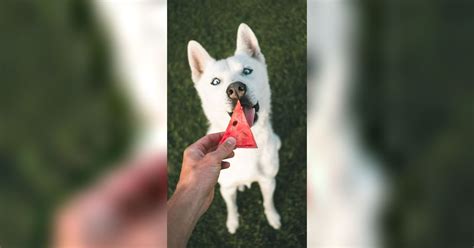 What Fruits Can Dogs Eat 10 Healthy Fruits For Your Canine Friends