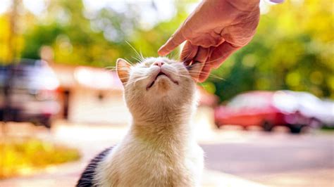 Cómo Y Dónde Acariciar A Un Gato Guía Definitiva