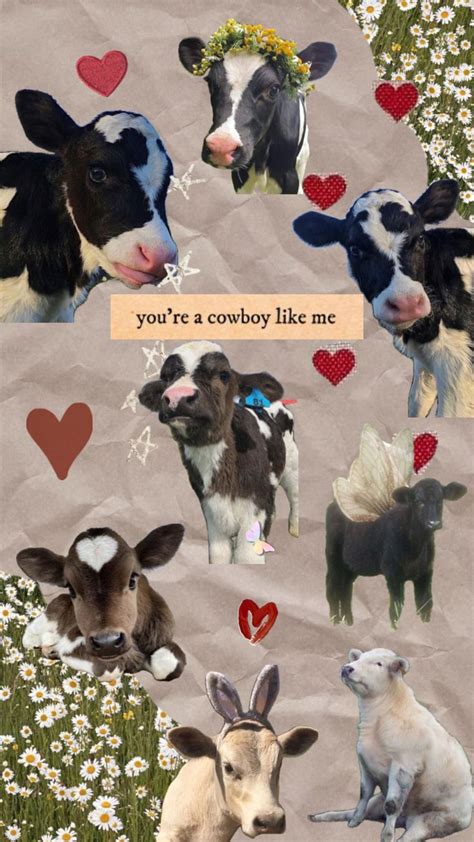 Check Out Milita S Shuffles Cow Cute Baby Cow Cute Cows Baby