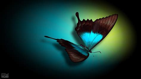 Black Butterfly Wallpaper - WallpaperSafari