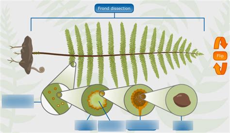 Lab Fern Sori Diagram Quizlet