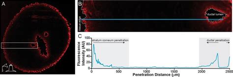 Generation Of Fluorescence Intensity Profiles Using Imagej Plot