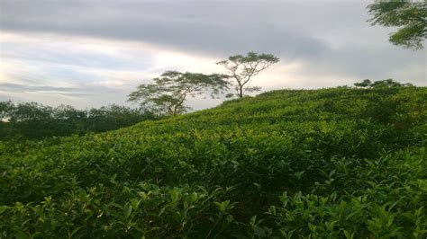 Sylhet Tea Garden