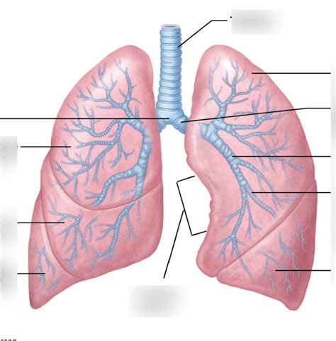 BIOL 244L Lungs Diagram Quizlet