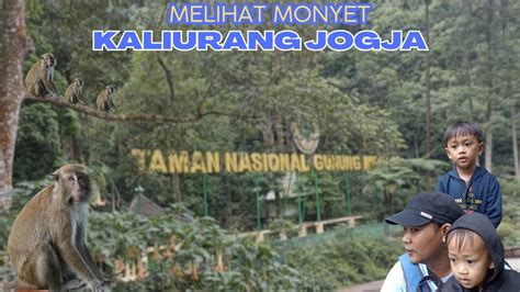 Melihat Monyet Di Kaliurang Jogja Taman Nasional Gunung Merapi Air