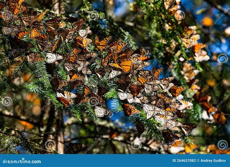 Colony Of Monarch Butterflies Danaus Plexippus Are Sitting On Pine