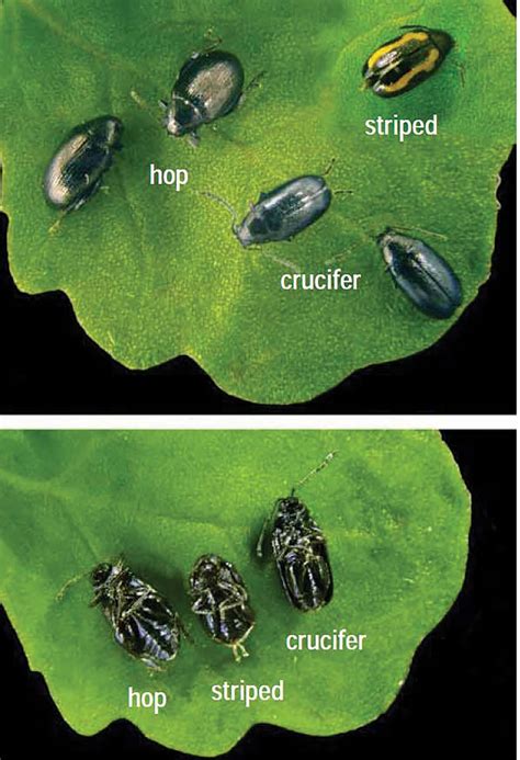 Flea beetles: more species, more territory - Alberta Farmer Express