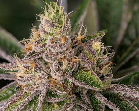 Blueberry Kush Strain Feminized Seeds The Seed Pharm