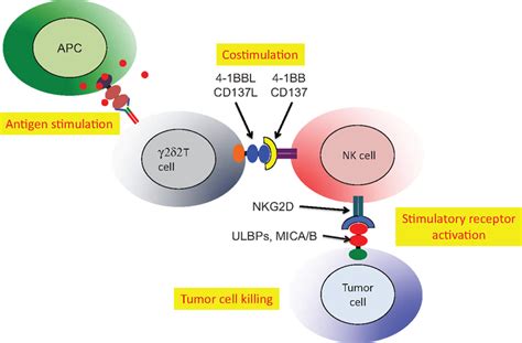 Stimulated Vδ2 T Cells Co Stimulate Nk To Increase Tumor Cell Download Scientific Diagram