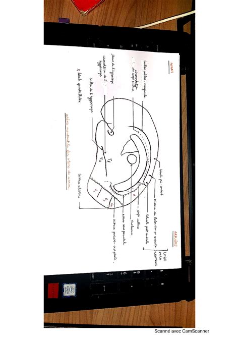 SOLUTION Sch Mas Neuro Anatomie Partie Hilmani Studypool