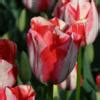 Tulipa Spryng Rembrandt Buy Plants At Coolplants