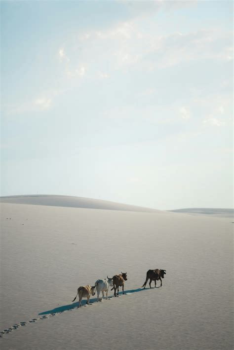 Lençóis Maranhenses National Park - Desert lakes and dunes - nature's ...