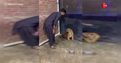 Man Messing With Tiger 5 Tiger Encounters You Should Never Watch