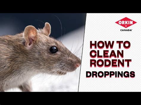 How Do You Clean Up Rat Droppings Safely And Effectively