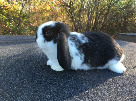 Holland Lop Rabbits For Sale Wexford Pa 275551