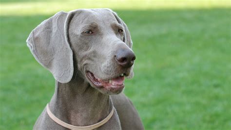 Braco De Weimar Raza De Perro Mascotas Hogarmania