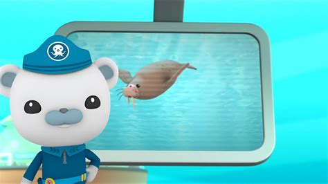 Octonauts Creature Report Walrus UK YouTube