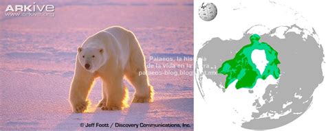 Palaeos La Historia De La Vida En La Tierra ¿sabías Que Osos 1