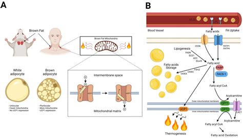 Myoglobin In Brown Adipose Tissue Novel Thermogenic Implications