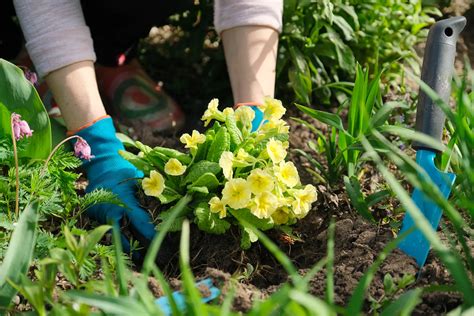 pflanz eine blume tag   maerz ein botanischer feiertag