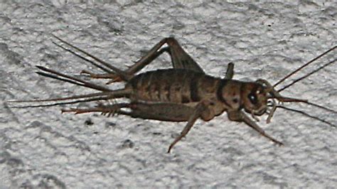 Cricket Gryllodes Sigillatus Bugguidenet