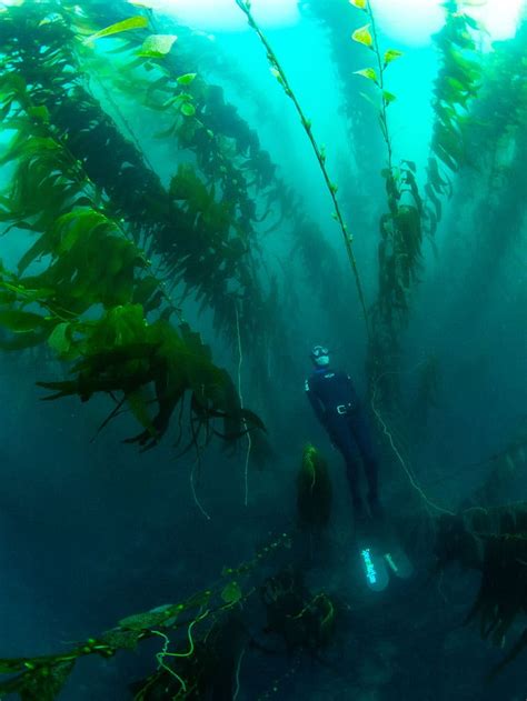 Ways You Can Help The Kelp Dive California