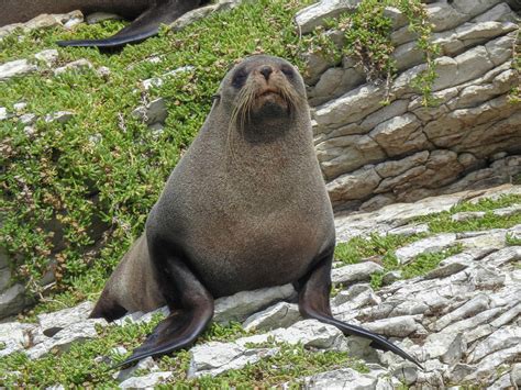 Curious Fur Seal Photograph By Lisa Crawford Fine Art America