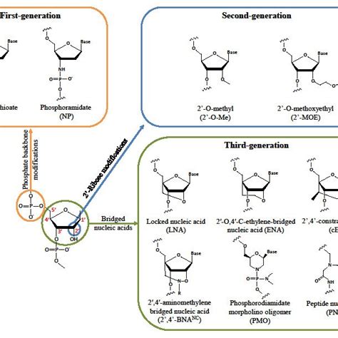 Summary Of Antisense Strategies Investigated For Treating Dm1