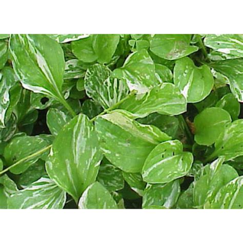 Plantago asiatica variegata