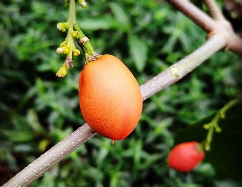 Peanut Butter Fruit - Randy's Tropical Plants