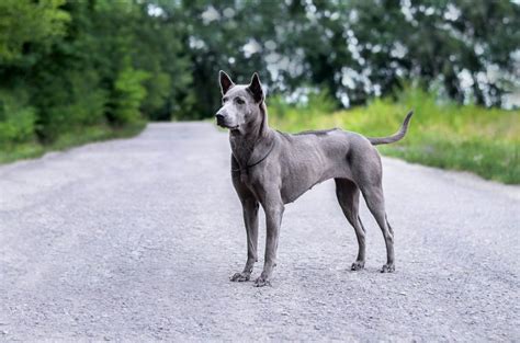 Thai Ridgeback Your Complete Guide Dog Academy