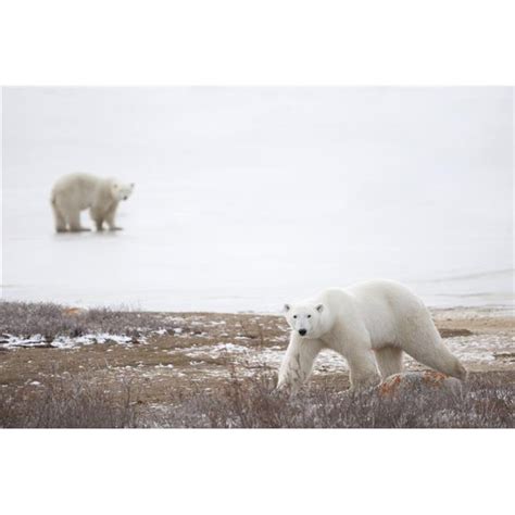 Polar Bears Ursus Maritimus Staring Ahead As They Walk Across The