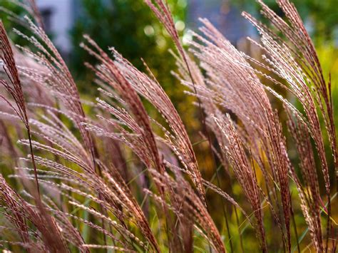 Miscanthus 'Morning Light' | Miscanthus morning light, Morning light, Light