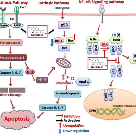 Molecular Targets Of Genistein In Apoptotic And Nf Jb Signaling