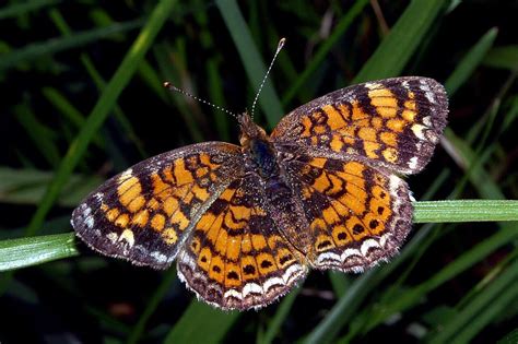 40 Butterflies In Pennsylvania Pictures And Identification