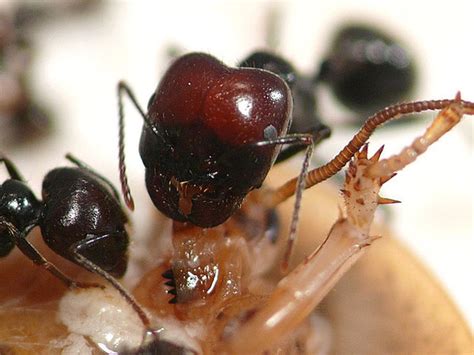 Messor Barbarus Mated Queen Cheapest Supplier British Ants