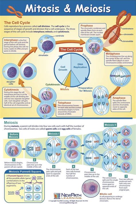 Mitosis And Meiosis Comparison Worksheets