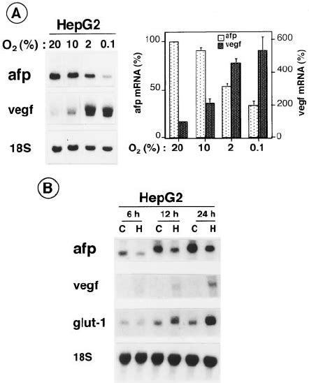 Effects Of Hypoxia On Afp Mrna In Hepg2 Hepatoma Cells A Dose Related