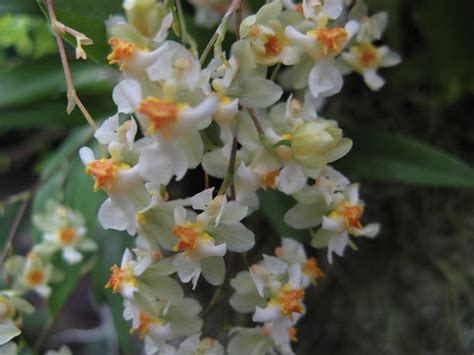 Dancing Ladies Orchid Oncidium Twinkle White Form Flickr