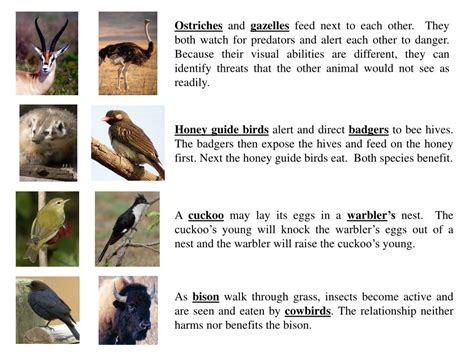 Symbiotic Relationships Worksheet Good Buddies Englishworksheetmyid