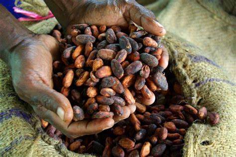 Positive Ways Forward For Chocolate Industry Tainted By Deforestation