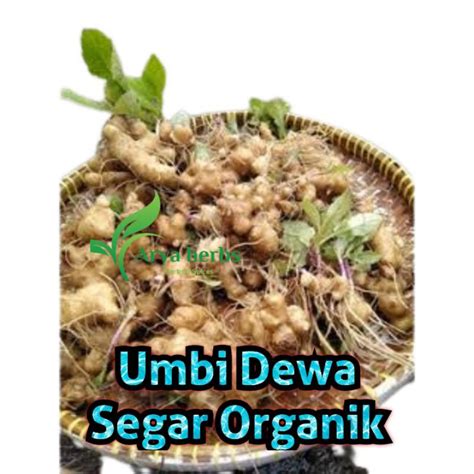 Jual Umbi Dewa Segar Umbi Dewa Organik Berat Gram Umbi Dewa