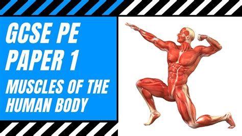 Aqa Gcse Pe Muscles Of The Human Body The Muscular System Anatomy