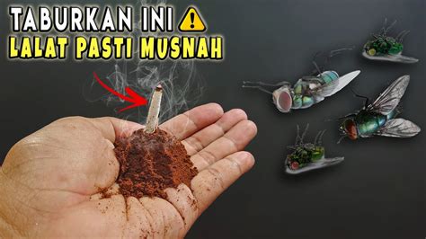 Lalat Pasti Minggat Cara Mengusir Lalat Di Rumah Dengan Mudah Dan