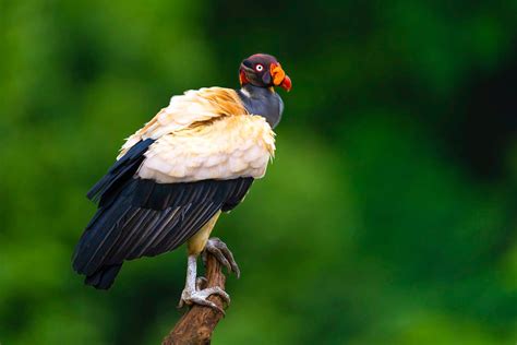 The King And His Perch Colby Brown Photography