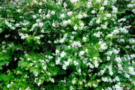 Blooming jasmine bush stock image. Image of plant, flora - 123536027